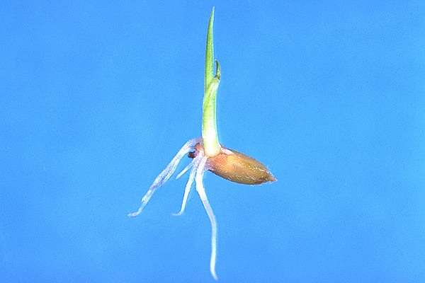 女児体内に侵入した稲が発芽、“ケツ割れパンツ”が招いたハプニング