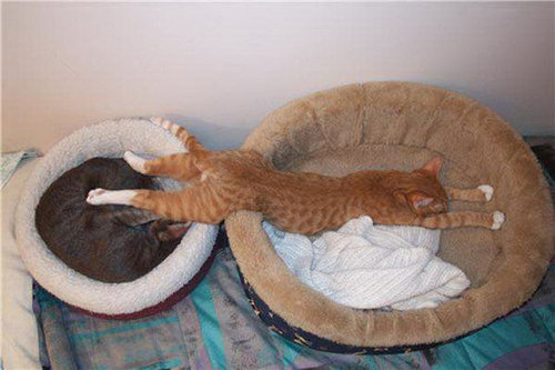 凄いところで寝てる猫の画像