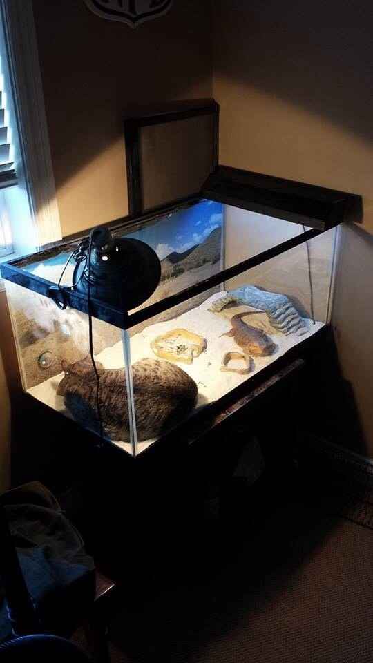 凄いところで寝てる猫の画像