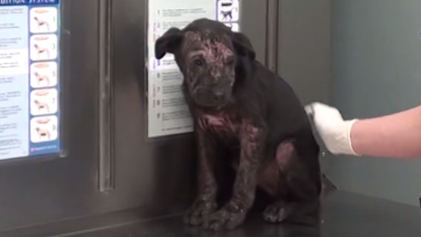 殺処分される直前に運良く保護され、生き生きと暮らす１匹の犬の話