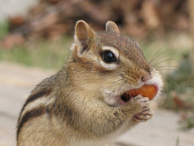 英国で100万匹に1匹と言われる大変珍しいリスが激写される！カワ美しい