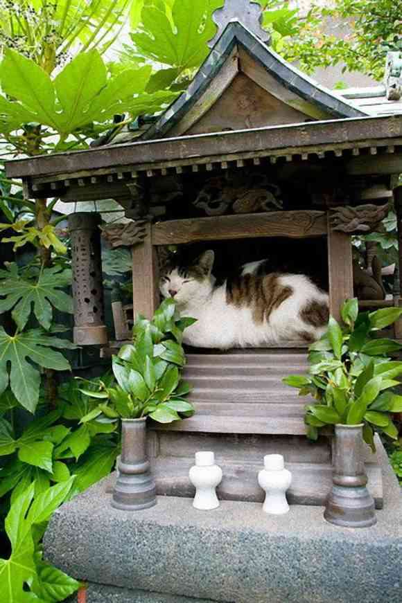 凄いところで寝てる猫の画像