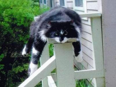 凄いところで寝てる猫の画像