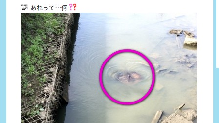 乳がんと戦う北斗晶、犬のお散歩中に『幸運を招く生き物、エイ』に出会う。 | ANIMALive