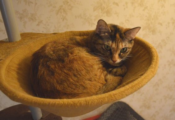 ペットの間で増えつつある心の病…休日、飼い主に構われ過ぎて「土日病」にも