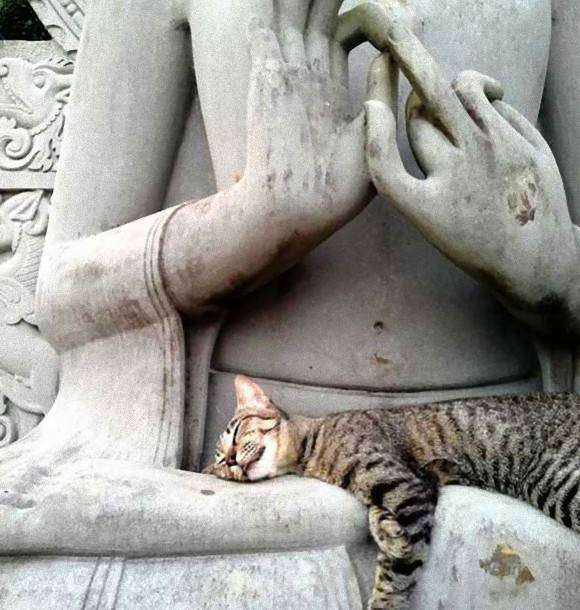 凄いところで寝てる猫の画像