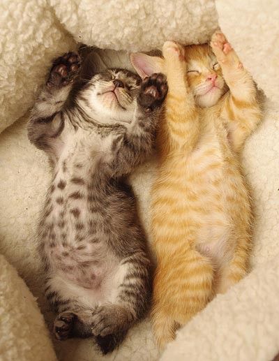 凄いところで寝てる猫の画像