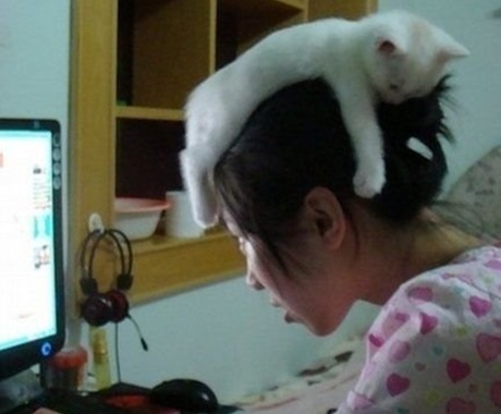 凄いところで寝てる猫の画像