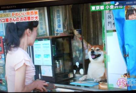 【悲報】タバコ屋閉店にともない柴犬の店長が引退！