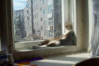 凄いところで寝てる猫の画像