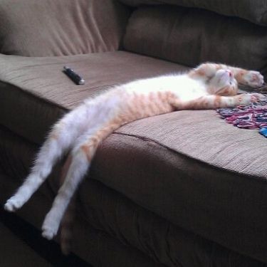 凄いところで寝てる猫の画像