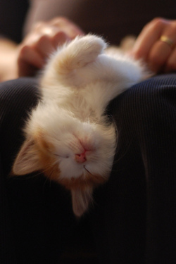 凄いところで寝てる猫の画像