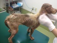 繁殖に使われる動物たちの実態です。ペットショップに並ぶ可愛らしい子犬のお母さんたちの姿 | ペットの命も尊い命です。 > スポンサー広告 > 繁殖に使われるペット達について