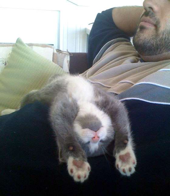 凄いところで寝てる猫の画像