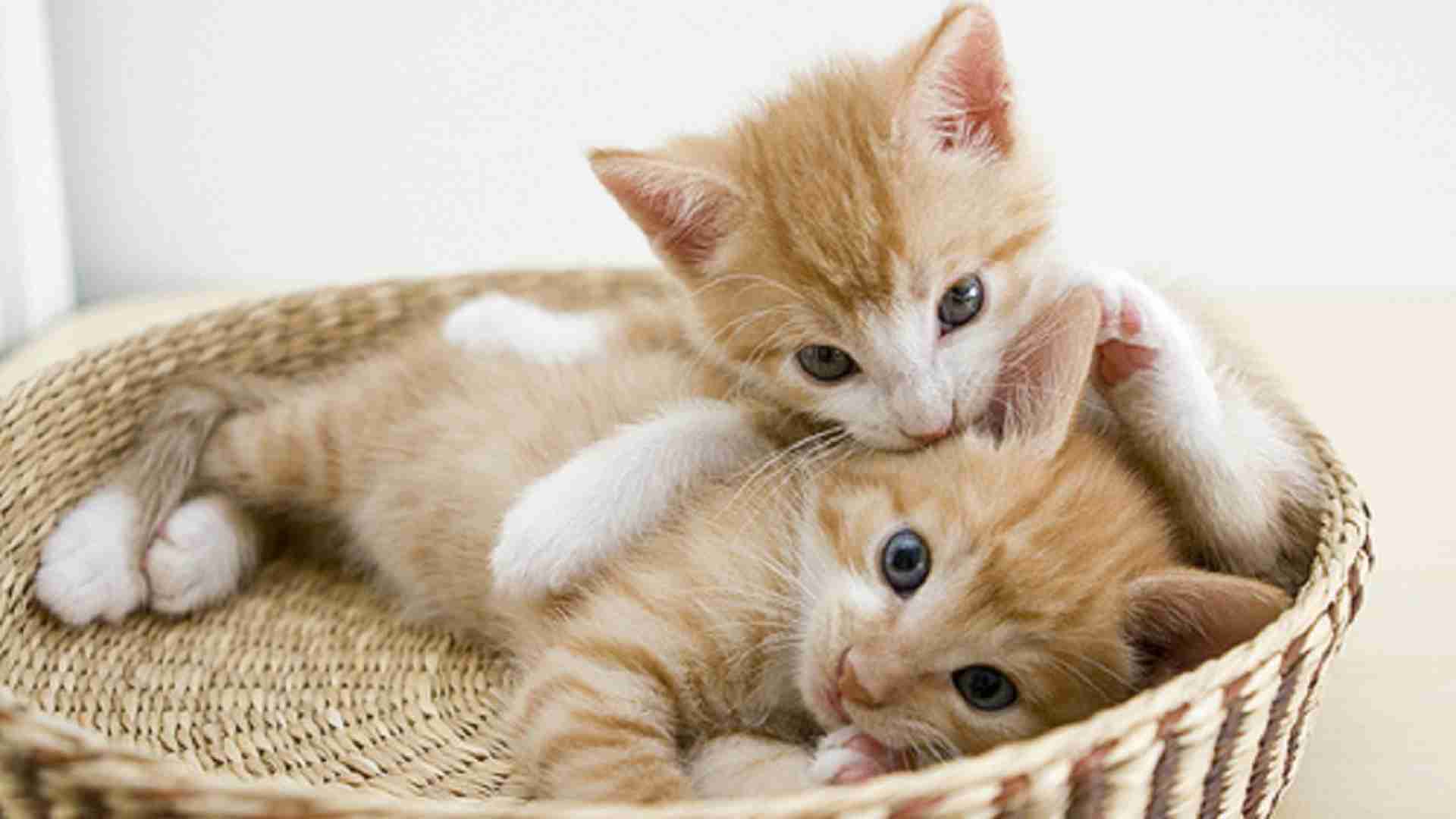 今まで飼ったペットは？