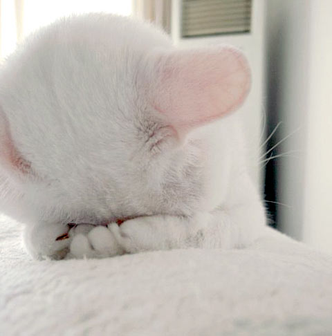 凄いところで寝てる猫の画像