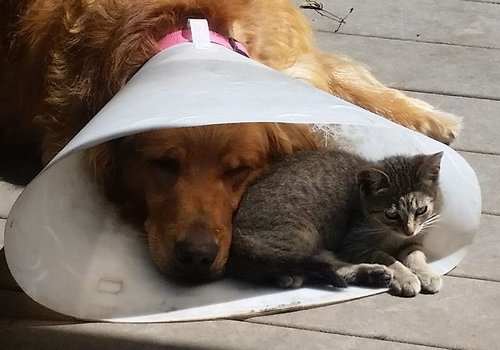 凄いところで寝てる猫の画像