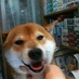 アズミ on Twitter