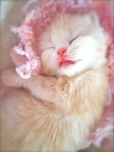 凄いところで寝てる猫の画像