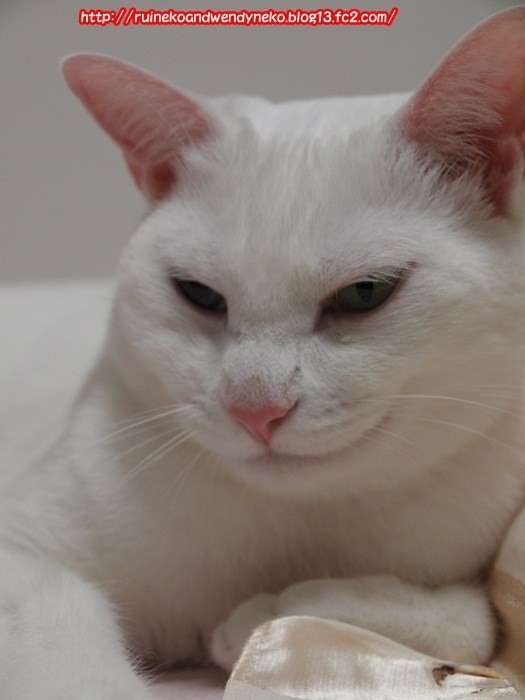 こっそりほくそ笑んだ、人のプチ不幸