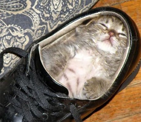 凄いところで寝てる猫の画像