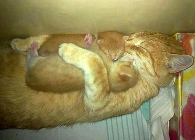 凄いところで寝てる猫の画像