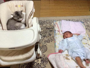 凄いところで寝てる猫の画像