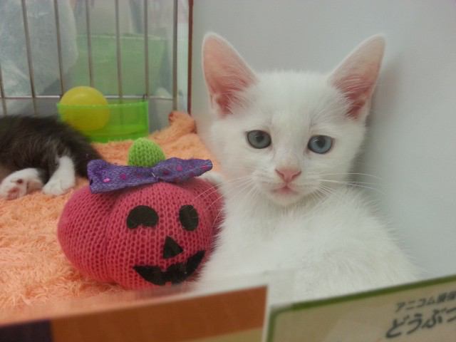 猫嫌いな人 苦手な人集まれ〜