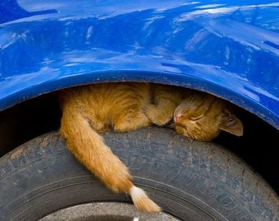 凄いところで寝てる猫の画像