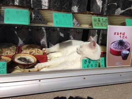 凄いところで寝てる猫の画像