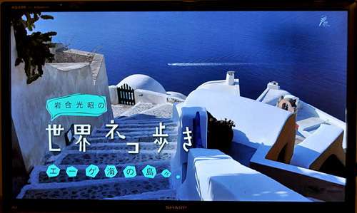 【テレビ】ほぼ毎回欠かさず見てる（見てた）番組は？