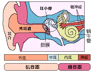 難聴（聴覚障害）について･･･耳の仕組みと難聴の種類