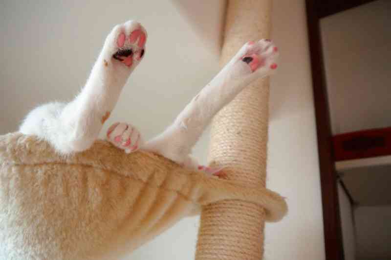 凄いところで寝てる猫の画像