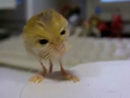 変な動物が好きな人！