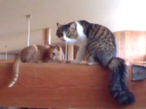 あぶないよ〜 - YouTube