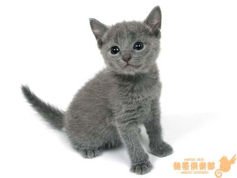猫嫌いな人 苦手な人集まれ〜