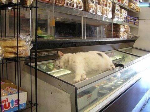 凄いところで寝てる猫の画像