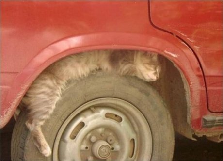 凄いところで寝てる猫の画像