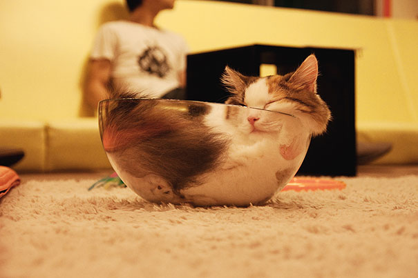 凄いところで寝てる猫の画像