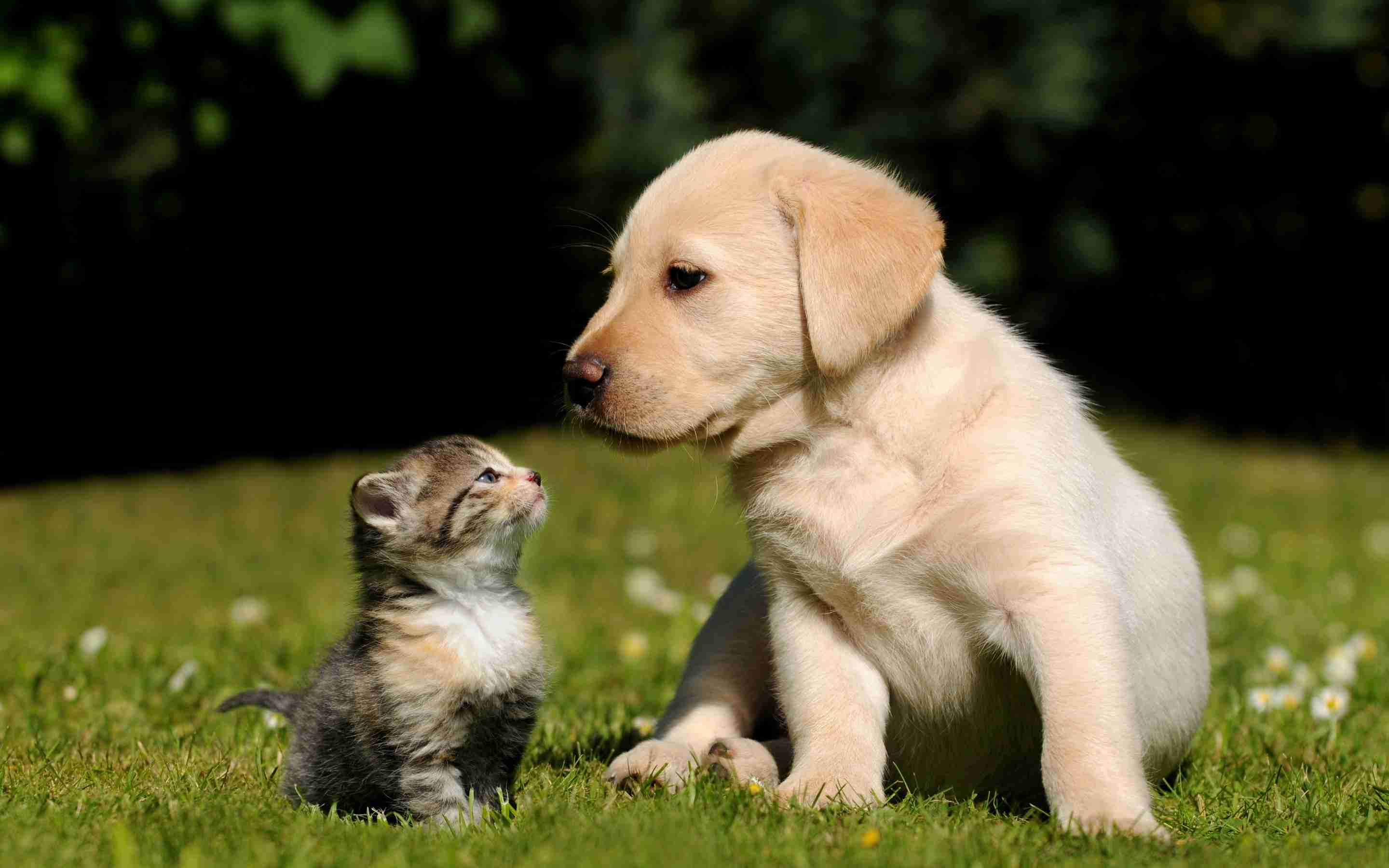 猫嫌いな人 苦手な人集まれ〜