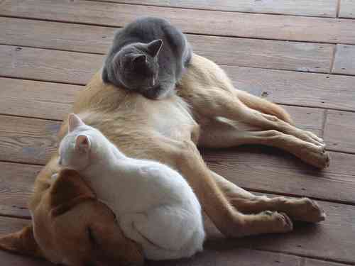 凄いところで寝てる猫の画像
