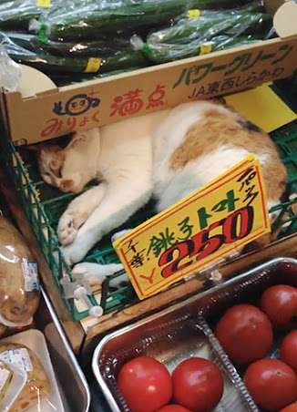 凄いところで寝てる猫の画像