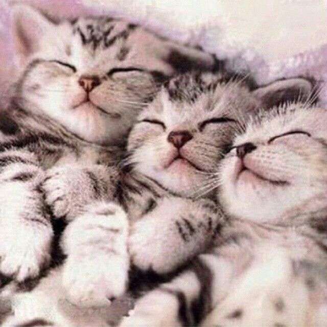 凄いところで寝てる猫の画像