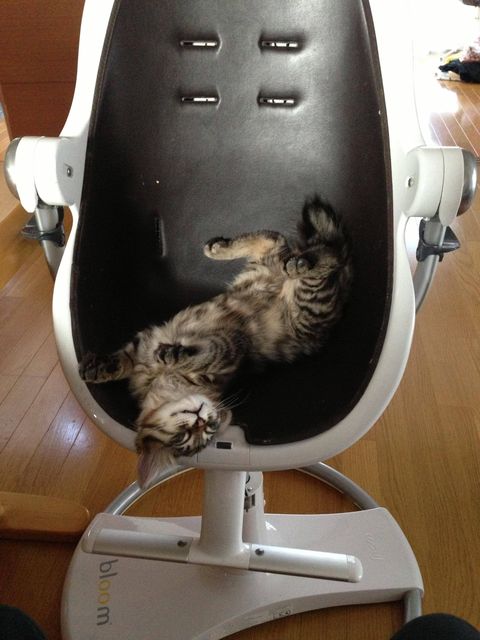 凄いところで寝てる猫の画像