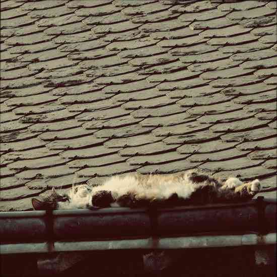 凄いところで寝てる猫の画像
