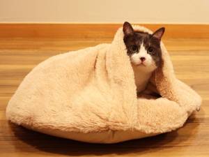 留守番をするペットの防寒対策