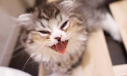 赤ちゃん言葉で不満を爆発させましょう