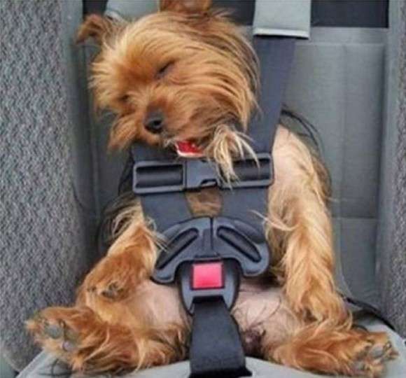 仰向けに寝る犬は怠け者？ 寝相でわかる「愛犬の性格」