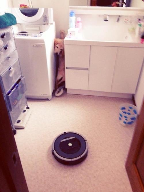 柴犬だってお掃除ロボットに乗れるしターンも決めるし退場もする。