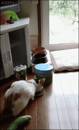 【悲報】かわいそう！ネコにきゅうりをみせるイタズラでネコは一生トラウマに！絶対にやらないほうがいいらしい